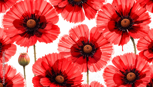 Seamless floral pattern with a beautiful bouquet of clean watercolor red poppies and leaves on a white background.