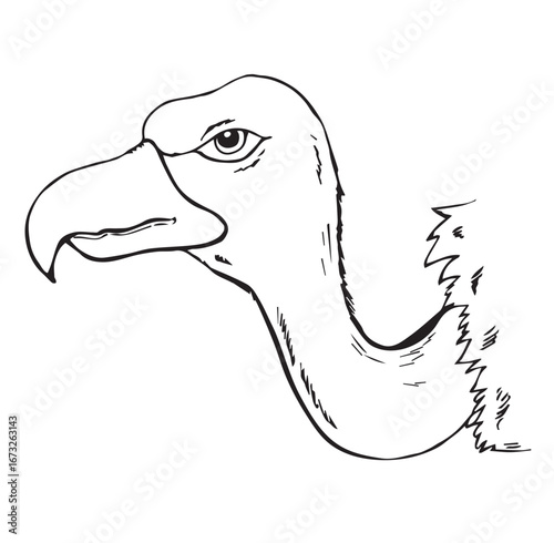 Cute cartoon hand drawn vector vulture face and beak sketch.