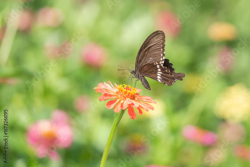 Macro Shot Of Butterfly Perched On Flower Branch