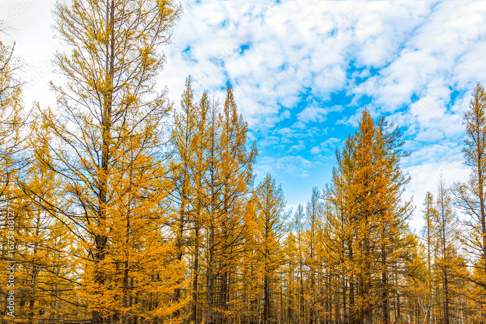Fototapeta premium Autumn Pine Tree Forest Scenic Nature Landscape Photography