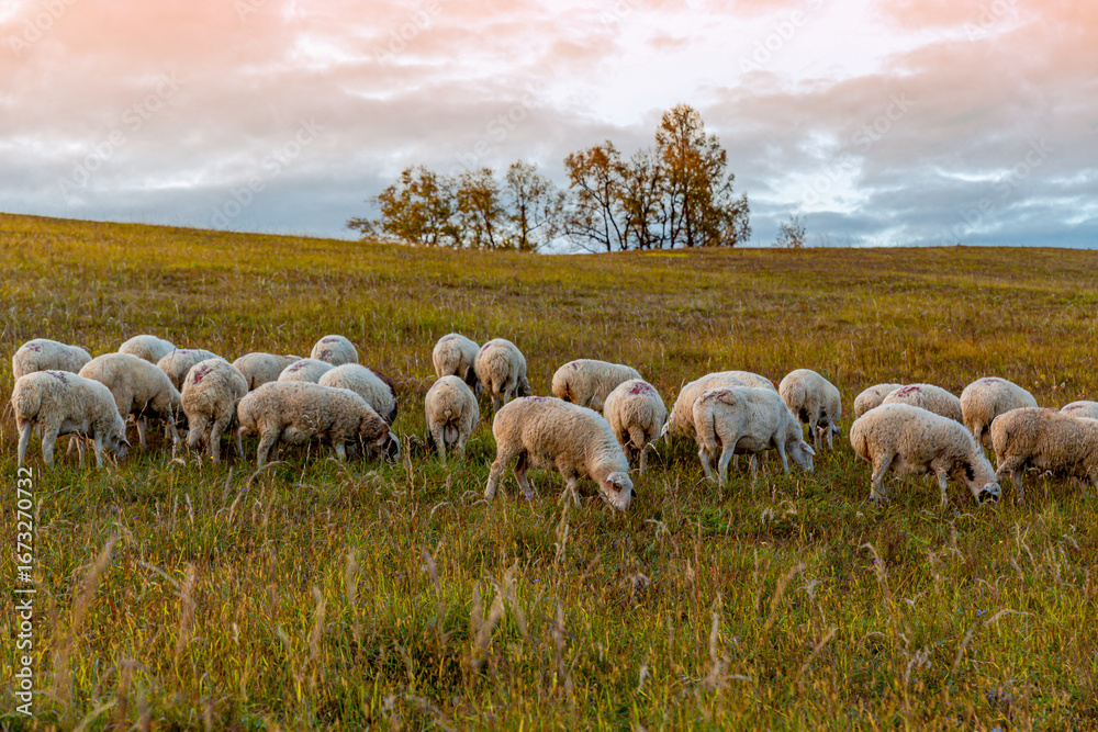 Obraz premium Flock Of Grazing Sheep On Vast Inner Mongolia Grassland