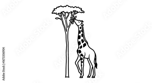 giraffe eating leaves from acacia tree, african savanna wildlife, line art illustration