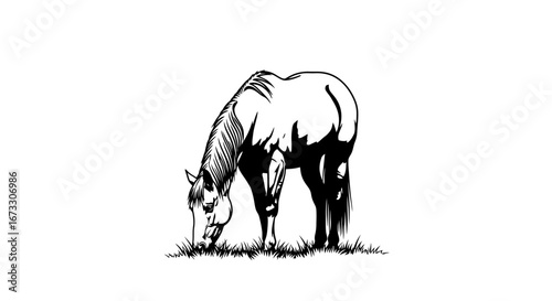 grazing horse illustration black and white ranch animal drawing
