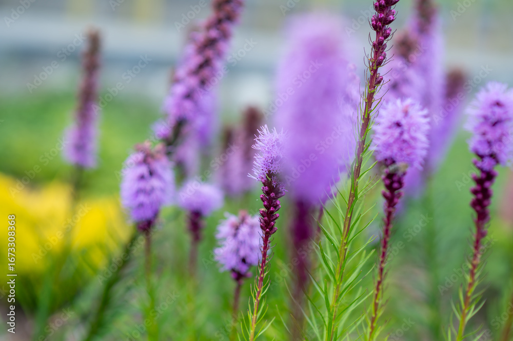 Obraz premium Close-up of Liatris spicata flower in summer garden, ornamental purple bloom