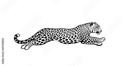 majestic leopard in motion elegant black and white illustration of a running leopard