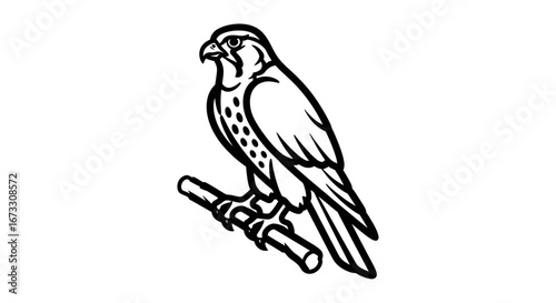 majestic peregrine falcon perched on branch line art, bird of prey, wildlife illustration