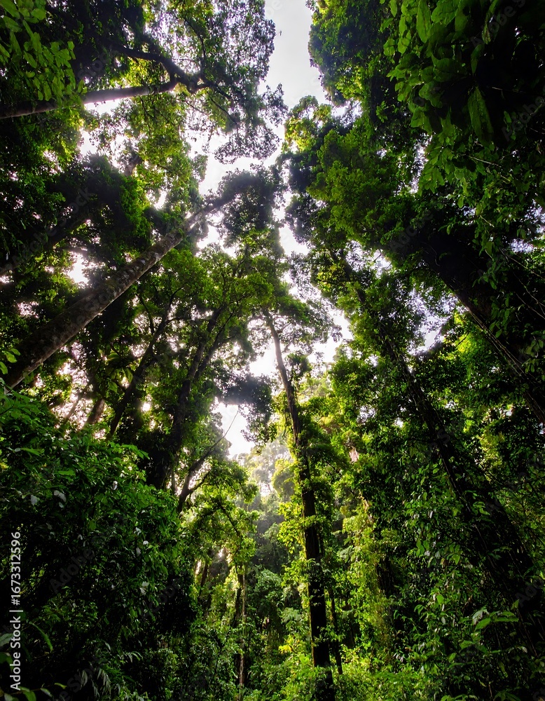 Fototapeta premium Lush forest canopy viewed from below (1)