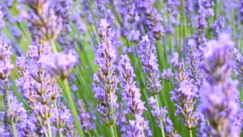 Summer day, blooming lavender sways in the light breeze.
