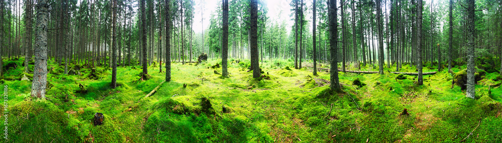 Obraz premium Green forest pine panorama at day - wood