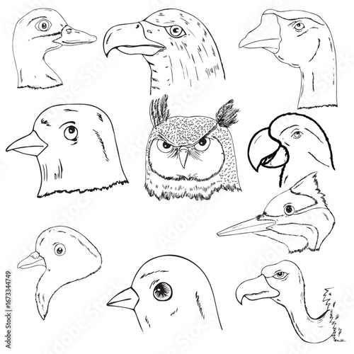 science of hand drawn vector diagrams of different birds  heads and Bird beaks sketch.
