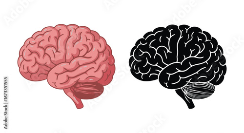 Human brain anatomy illustration with pink and black color schemes side by side