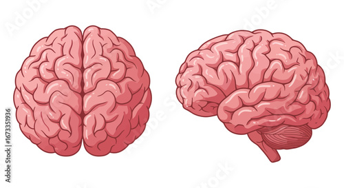 Human brain anatomy illustration with pink and black color schemes side by side