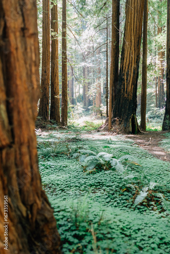 Peering through a trove of Redwood Trees in Muir Woods