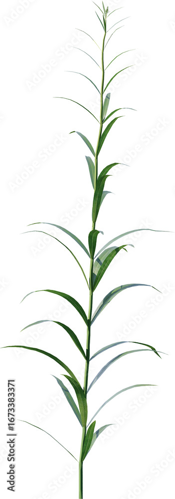 Fototapeta premium Transparent flower, plant, isolated, white, pink, nature, green, leaf, floral, purple, bloom, flowers, spring, white background, flora, blossom, petal, stem, summer, natural, bouquet, botanical