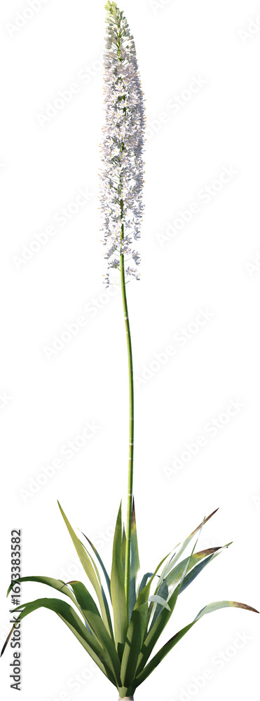Obraz premium Transparent flower, plant, isolated, white, pink, nature, green, leaf, floral, purple, bloom, flowers, spring, white background, flora, blossom, petal, stem, summer, natural, bouquet, botanical
