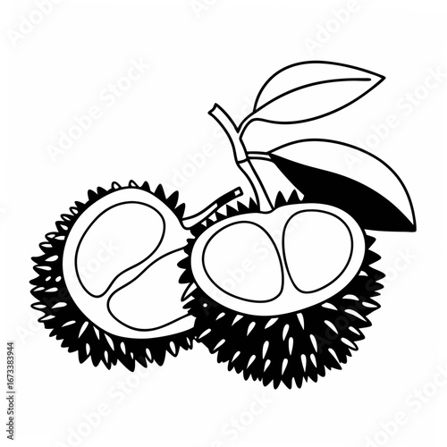 Illustration of two durians with leaves, a tropical fruit known for its strong smell
