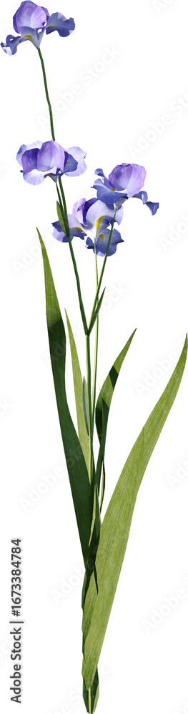 Obraz premium Transparent flower, plant, isolated, white, pink, nature, green, leaf, floral, purple, bloom, flowers, spring, white background, flora, blossom, petal, stem, summer, natural, bouquet, botanical