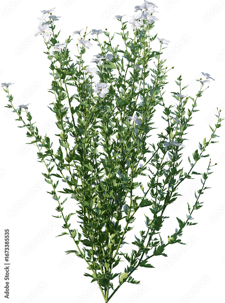 Obraz premium Transparent flower, plant, isolated, white, pink, nature, green, leaf, floral, purple, bloom, flowers, spring, white background, flora, blossom, petal, stem, summer, natural, bouquet, botanical