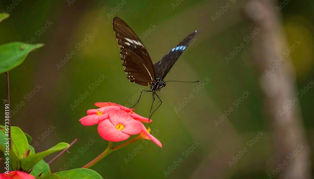 Fototapeta premium Butterfly on a vibrant pink flower