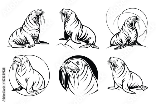 Captivating collection of stylized walrus illustrations showcasing majestic marine mammals with powerful tusks and distinctive features perfect for branding