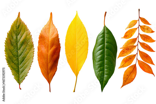 Colorful leaves showcasing autumn natures palette