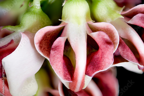 Full blooming of American groundnut (Apios americana) in Japan in August