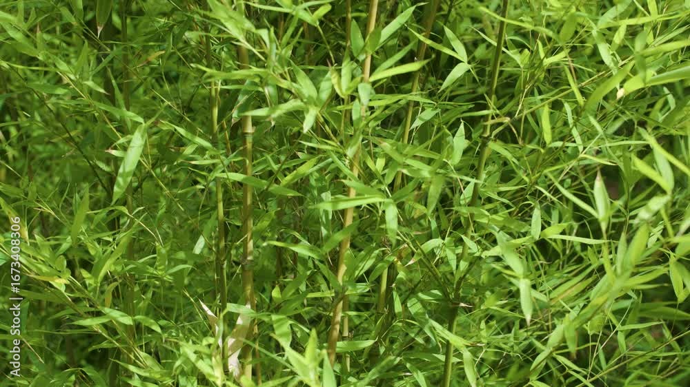 Gentle Wind Moving Green Bamboo Leaves and Stalks Gentle Wind Moving Green Bamboo Leaves and Stalks