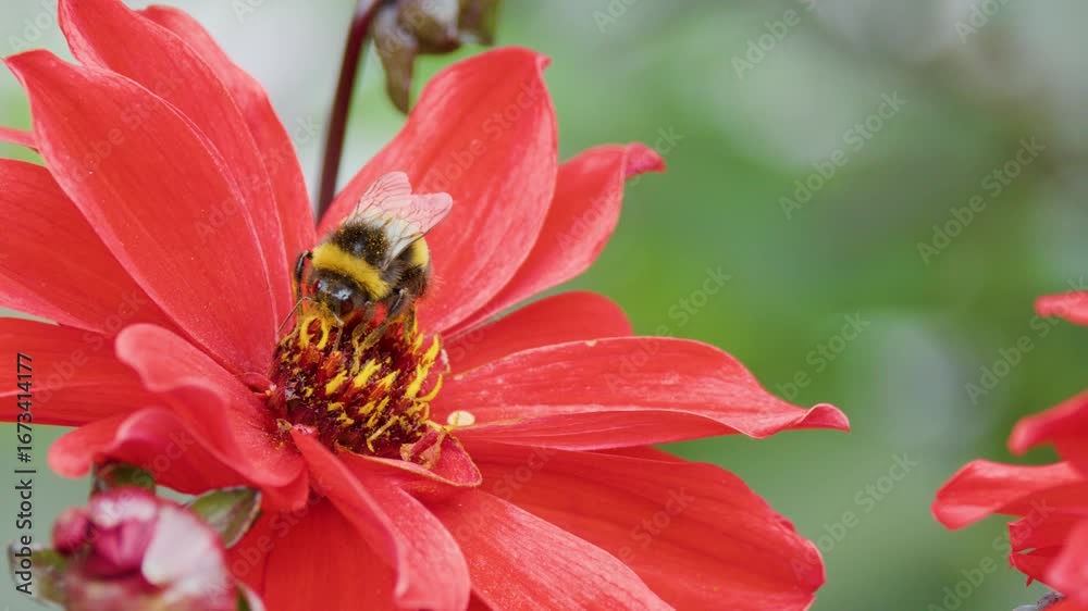 Bumblebee Collecting Pollen on Vibrant Red Flower Close-Up Bumblebee Collecting Pollen on Vibrant Red Flower Close-Up