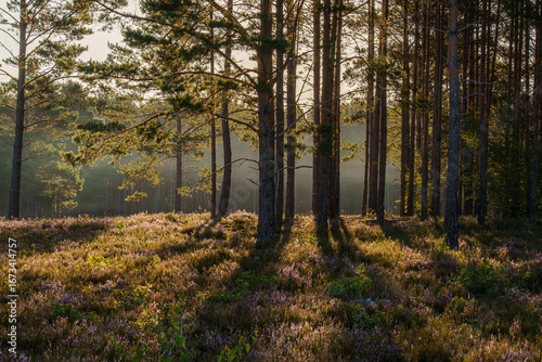 Panel kuchenny z motywem Wczesny poranek i promienie słońca przedzierające się przez drzewa na mglistej leśnej polanie