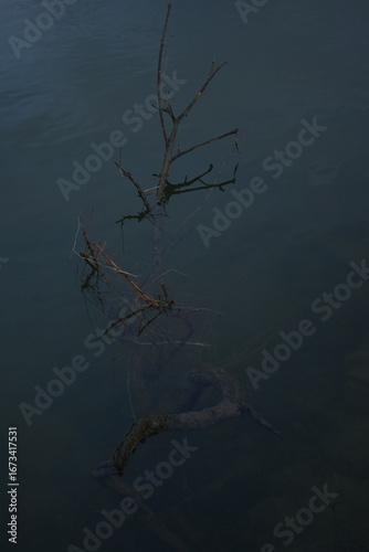 tree and reflection in water