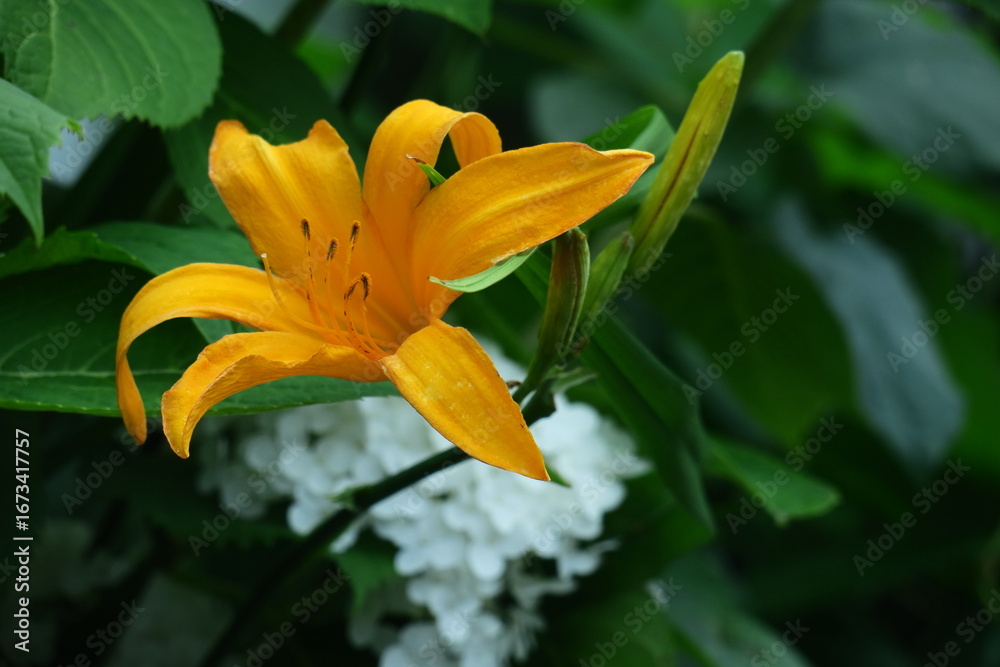 Obraz premium 恋忘れ草