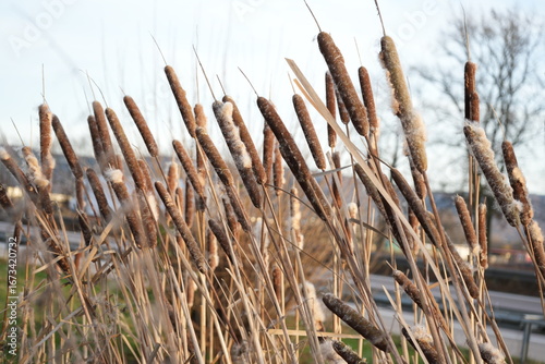 bunch of reeds 
