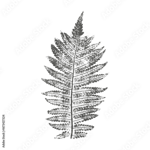 Fern leaf imprint, botanical stamp, vintage twig silhouette isolated on white background.
