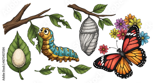 Detailed Illustration of Butterfly Life Cycle: Egg, Caterpillar, Chrysalis, and Adult Butterfly with Vibrant Flowers