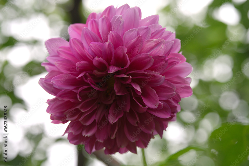 Fototapeta premium pink dahlia flower