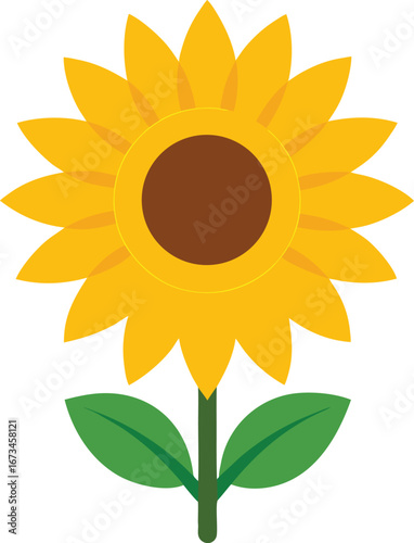 Sunflower vector illustration isolated on white background with yellow petals and green leaves