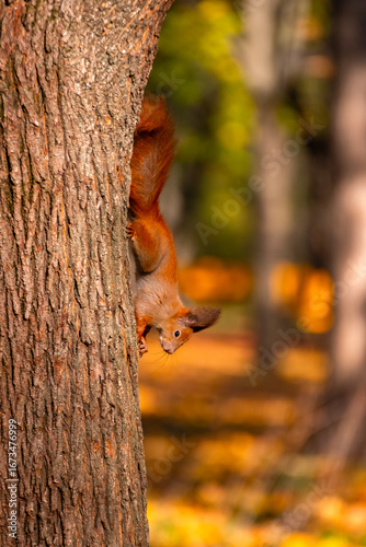 Wild Eurasian red squirrel clinging to tree trunk in autumn park. Cute forest animal with fluffy tail and tufted ears climbing down the bark. Wildlife in natural environment with colorful fall backgro