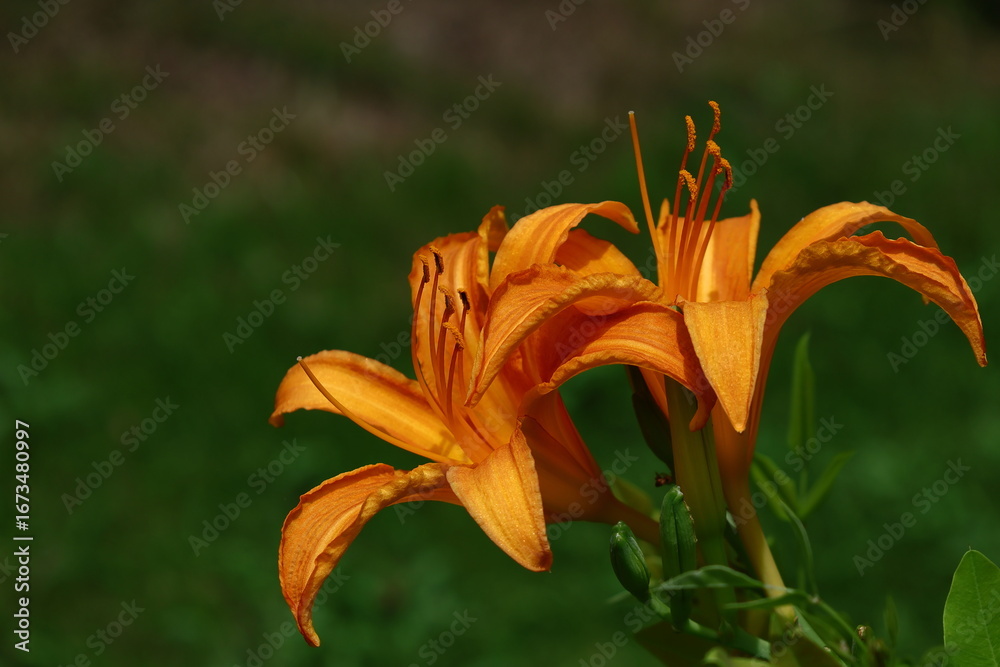 Obraz premium 恋忘れ草