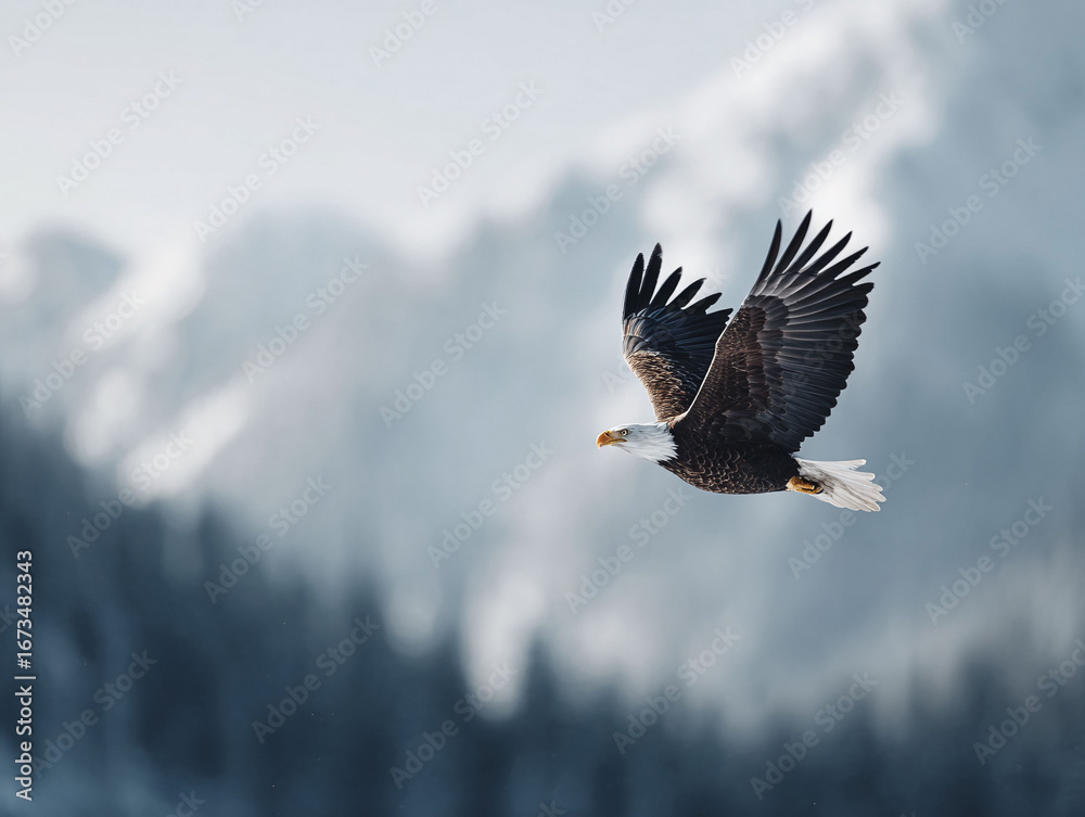 Obraz premium Majestic bald eagle soars through the crisp air, wings spread in full flight. Symbolizing freedom and strength against a blurred, serene background. Use for nature, patriotic themes.