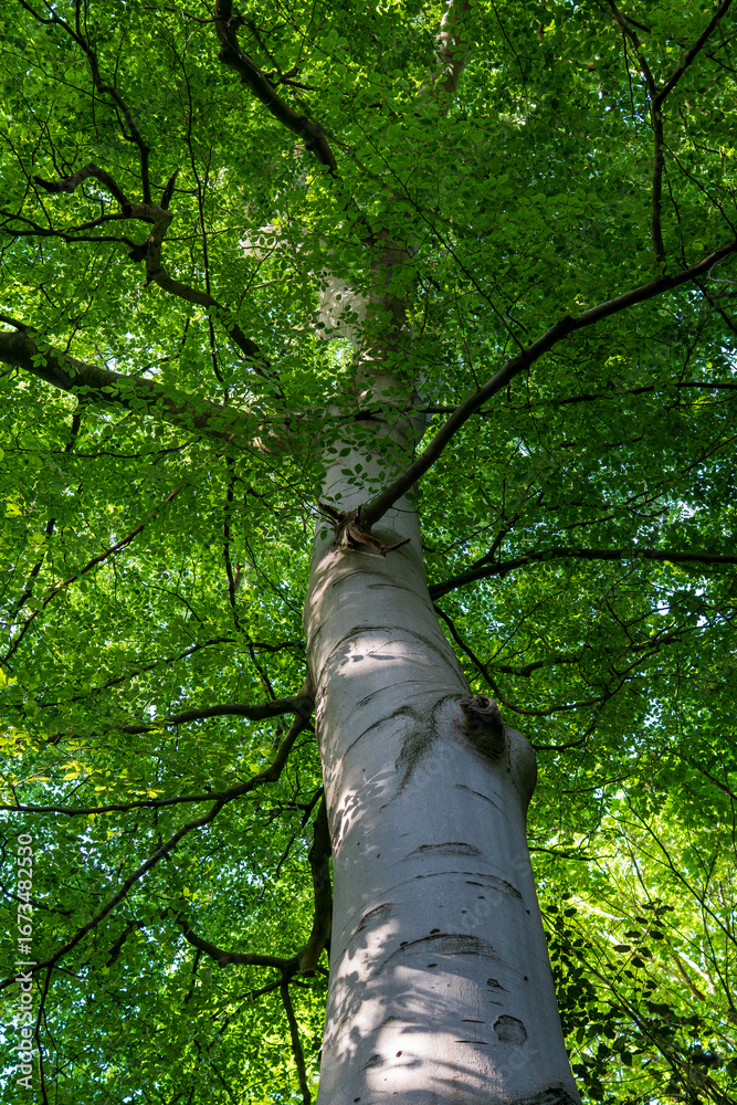 Fototapeta premium Looking up at a tall birch tree trunk with white bark and green leafy canopy above. Low-angle perspective of a majestic tree with spreading branches against bright foliage