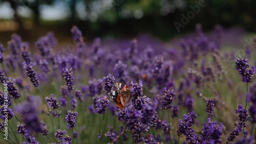 Red admiral butterfly gracefully flying over vibrant lavender field, delicately sipping nectar from purple blossoms under bright summer sunlight. Red admiral butterfly gliding across lavender field