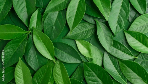 Wallpaper Mural Lush green foliage arranged in a dense, overlapping pattern on a dark green background Torontodigital.ca