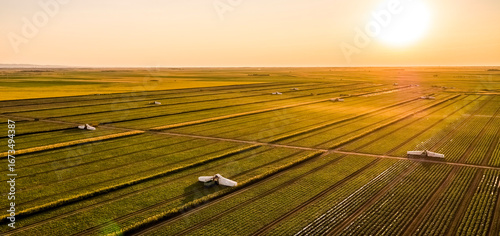 Aerial panorama of harvesting cucumber field at sunrise