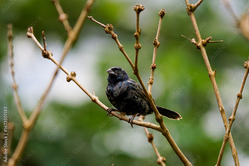 Fototapeta premium A small black bird blue-black grassquit (volatinia jacarina) perched on a bare branch with a blurred green background.