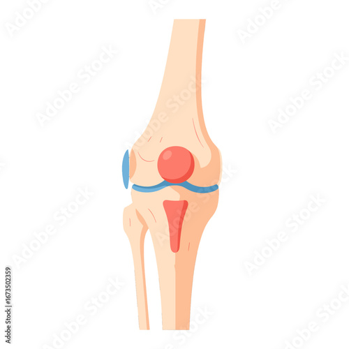 Human Knee Joint Anatomy Illustration of Bone Structure Leg Health and Science Diagram for Medical and Educational Purposes in a Clean Vector Graphic Design