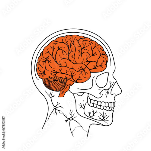 Anatomical Illustration of a Human Head with Orange Highlighted Brain and Detailed Skull Isolated on White Background