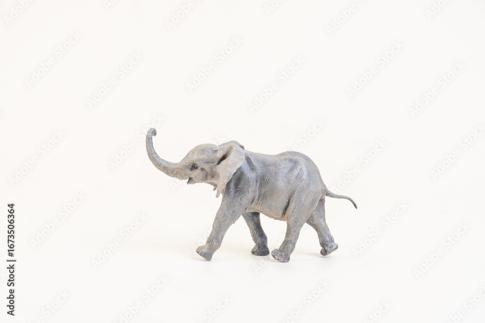 Obraz premium African elephant on isolated background