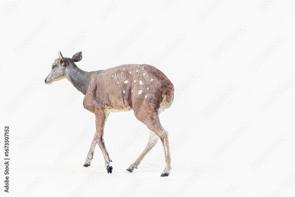Obraz premium deer animal on isolated background