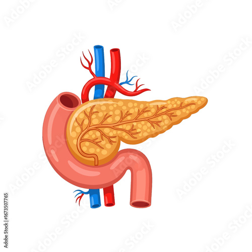 Detailed Anatomical Illustration of the Human Pancreas Showing the Organ Structure and Vascular System in a Medical Diagram on White Background