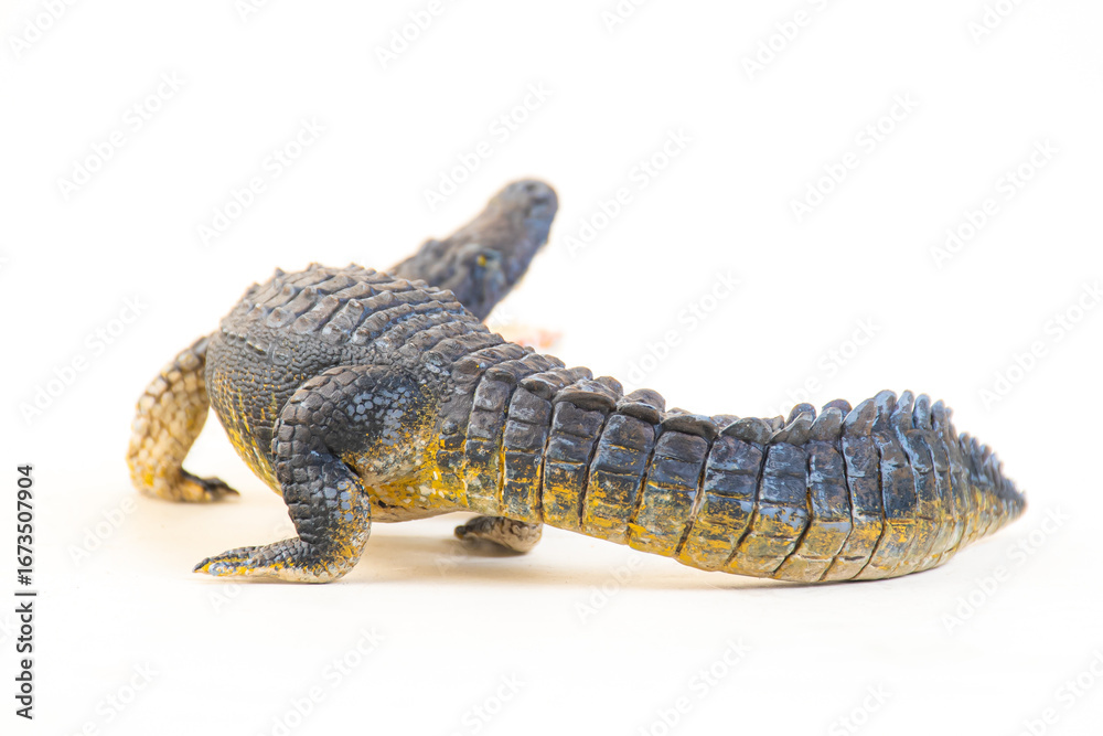 Fototapeta premium Nile crocodile animal on isolated background
